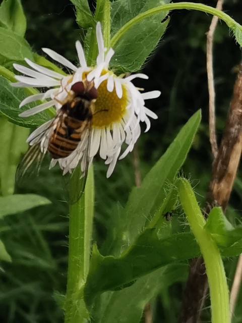 Episyrphus balteatus - ékfoltos zengőlégy