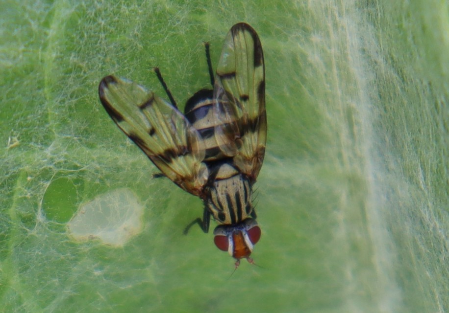 Otites formosa