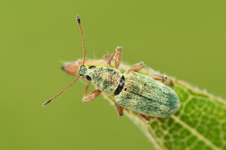 Polydrusus formosus - selymes lombormányos