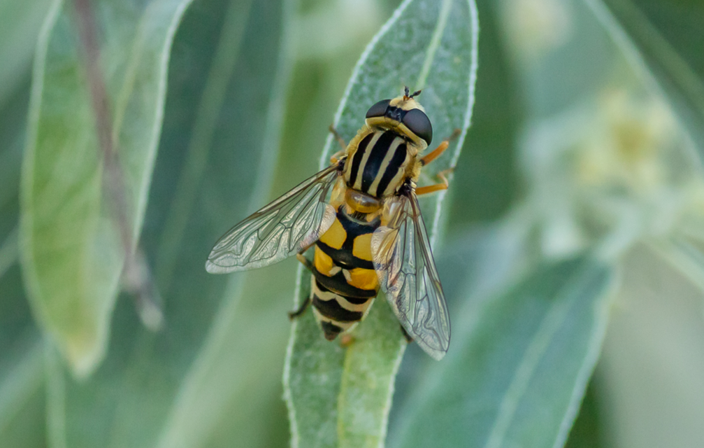 Helophilus trivittatus - nagy mocsárilégy