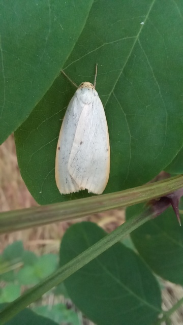 Cybosia mesomella - csontszínű molyszövő
