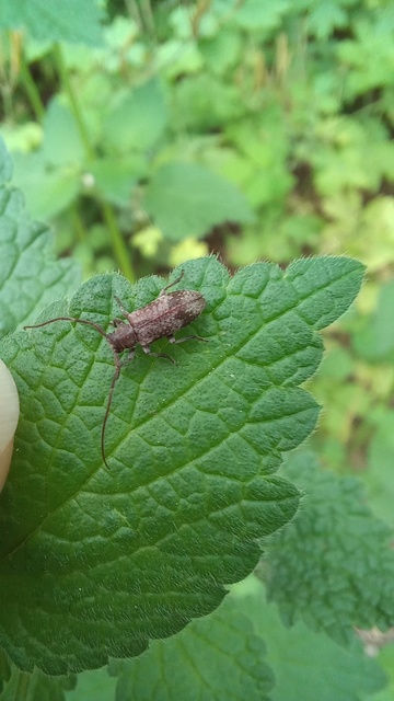 Exocentrus adspersus - tölgyfa-rőzsecincér