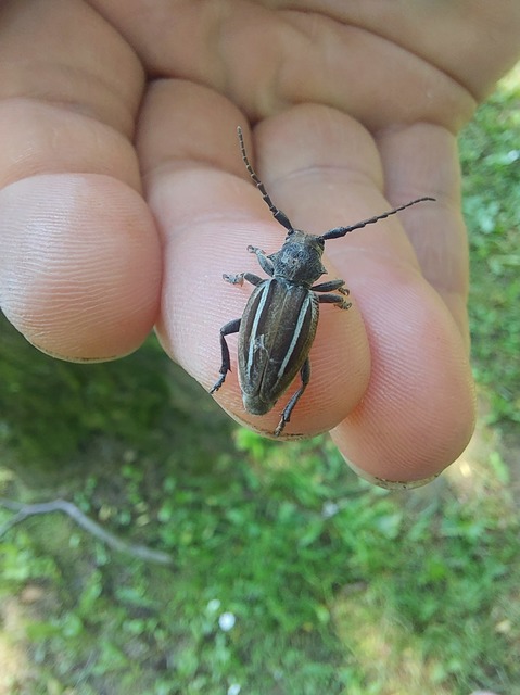Neodorcadion bilineatum - kétsávos földicincér
