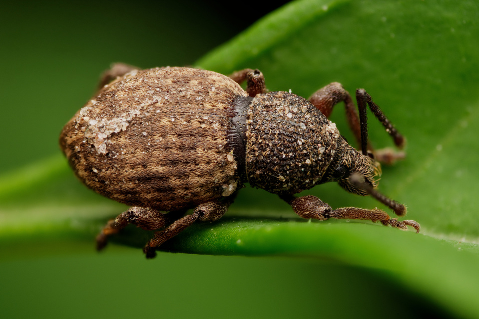 Otiorhynchus raucus - molyhos gyalogormányos
