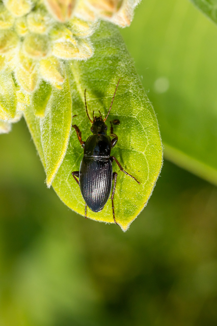 Calathus fuscipes - sokpontos tarfutó