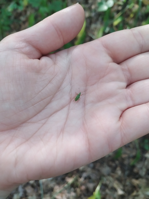 Polydrusus formosus - selymes lombormányos
