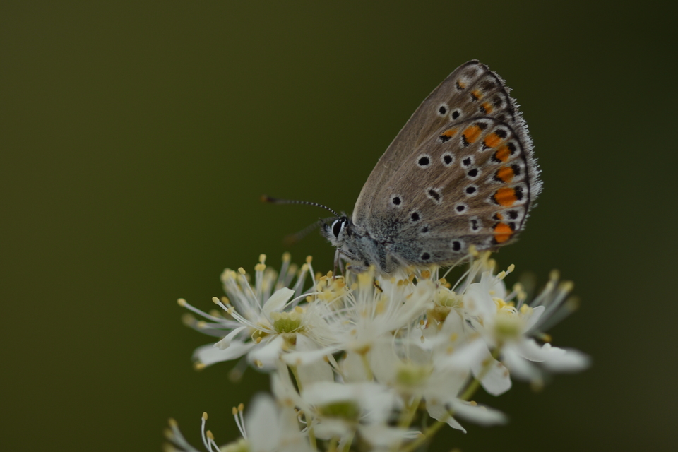 Polyommatus icarus - közönséges boglárka