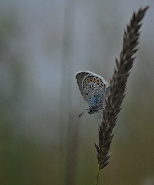 Plebejus argus - ezüstös boglárka