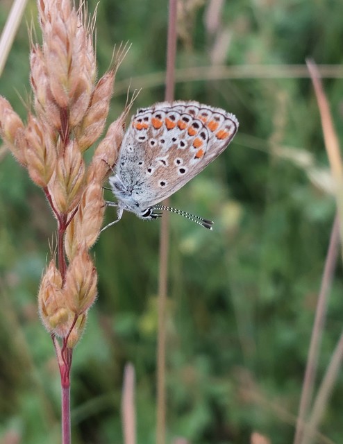 Aricia agestis - szerecsenboglárka