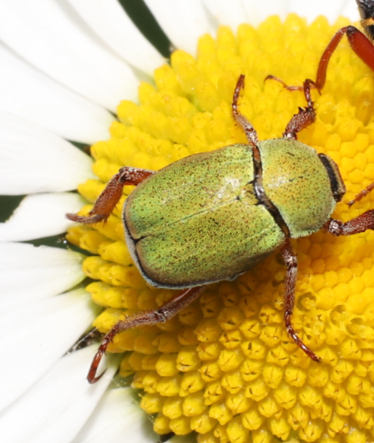 Hoplia dilutipes