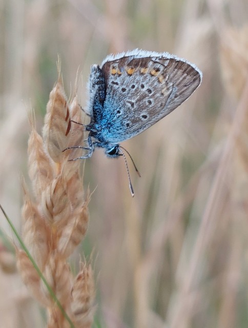 Plebejus argus - ezüstös boglárka