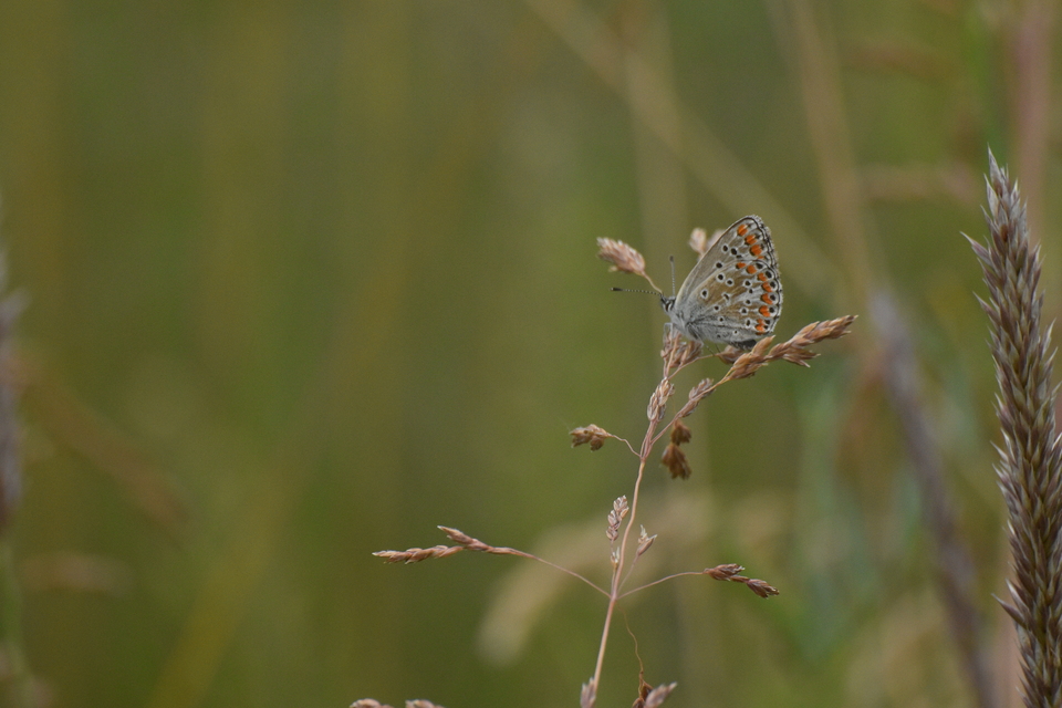 Aricia agestis - szerecsenboglárka