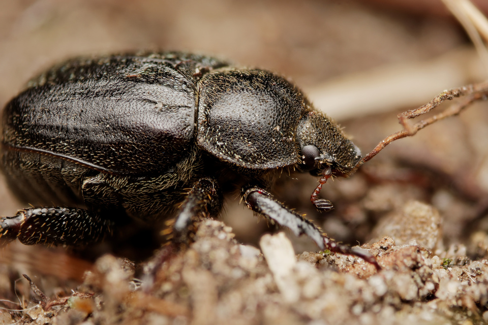 Hoplia hungarica - homoki virágcserebogár