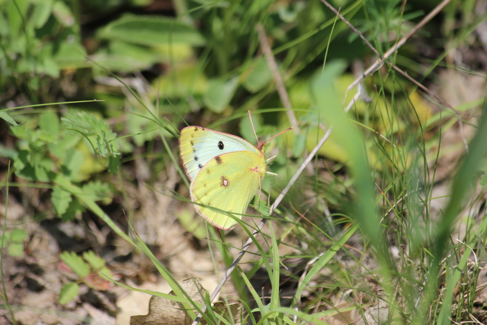 Colias alfacariensis - déli kéneslepke