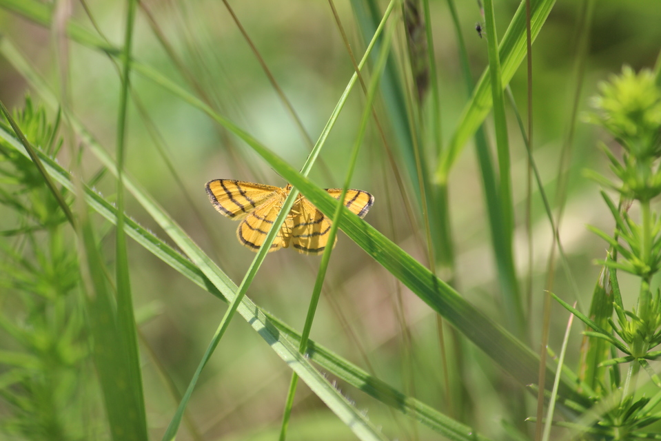 Idaea aureolaria - aranyos sávosaraszoló