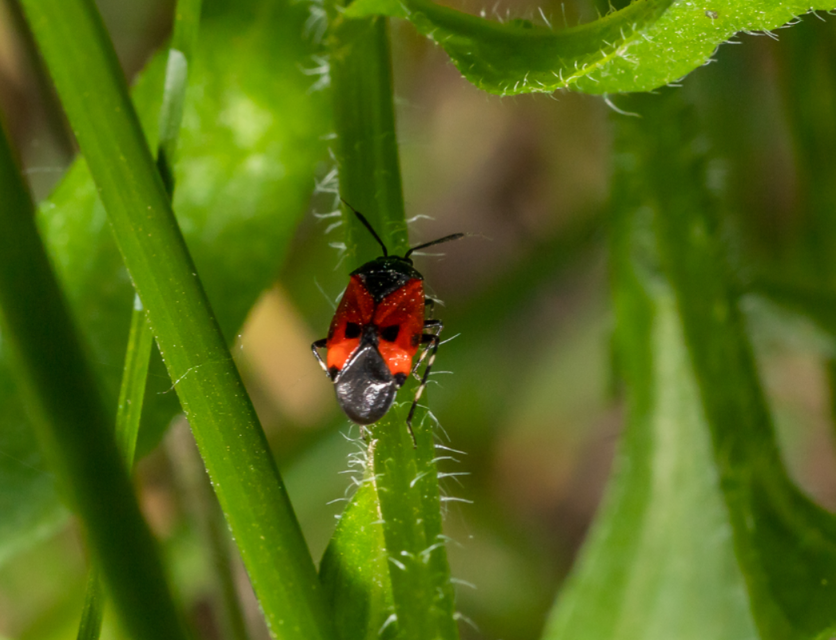Deraeocoris rutilus - cinóber mezeipoloska