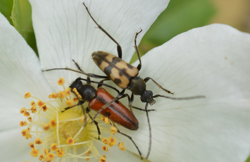 Vadonia unipunctata - kétpettyes virágcincér