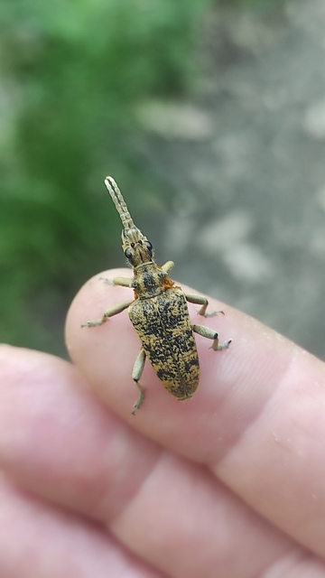 Rhagium sycophanta - tölgyes-tövisescincér