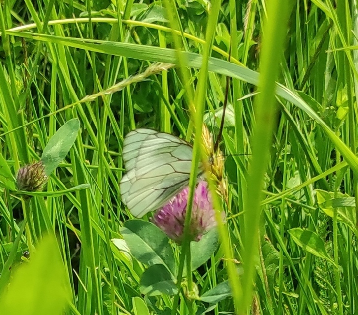Aporia crataegi - galagonyalepke