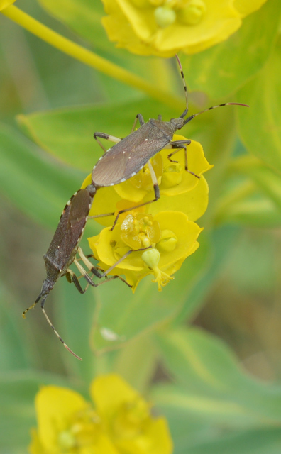 Dicranocephalus