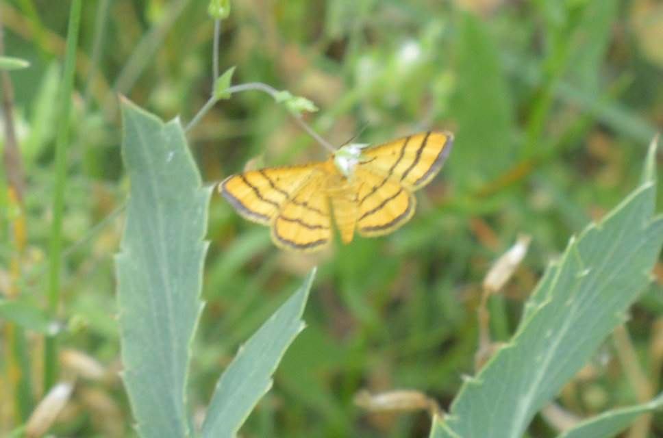 Idaea aureolaria - aranyos sávosaraszoló