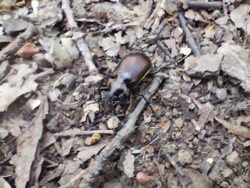 Calosoma inquisitor - kis bábrabló
