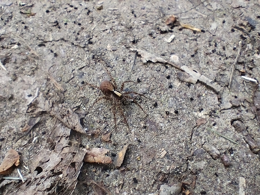 Pardosa alacris/lugubris