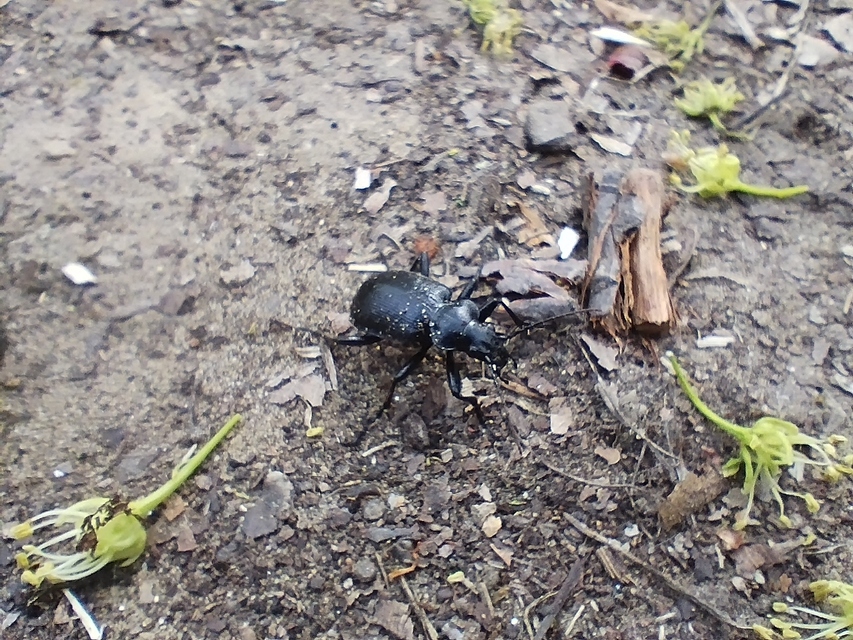 Calosoma inquisitor - kis bábrabló