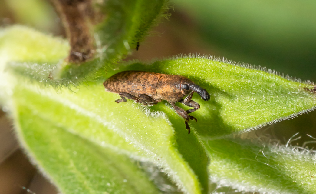 Lixus brevipes - vaskosorrú dudvabarkó