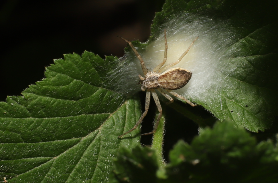 Philodromus
