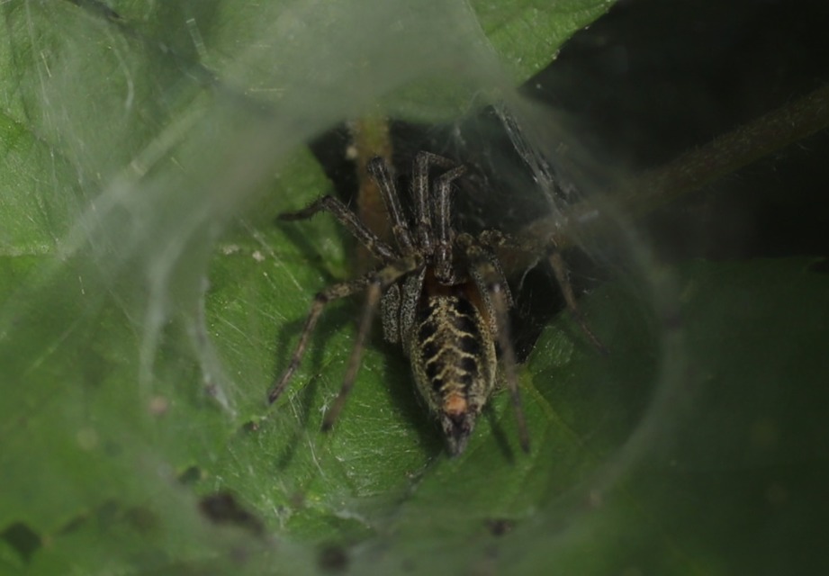 Agelena labyrinthica - illó tölcsérpók