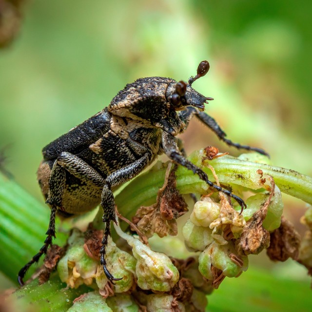 Valgus hemipterus - suta virágbogár