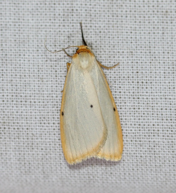 Cybosia mesomella - csontszínű molyszövő