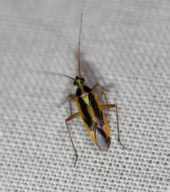 Stenotus binotatus - kétfoltos mezeipoloska