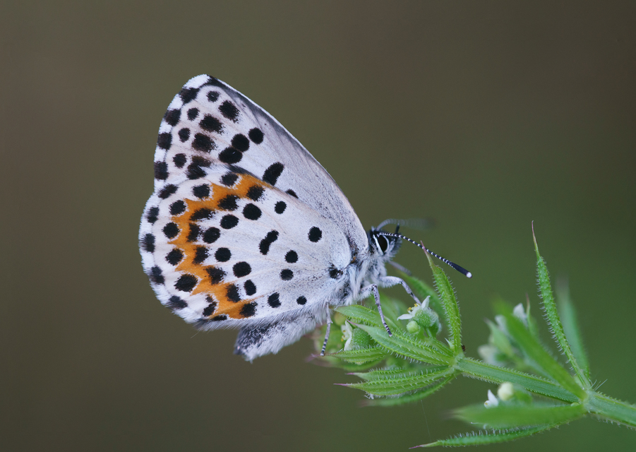 Scolitantides orion - szemes boglárka