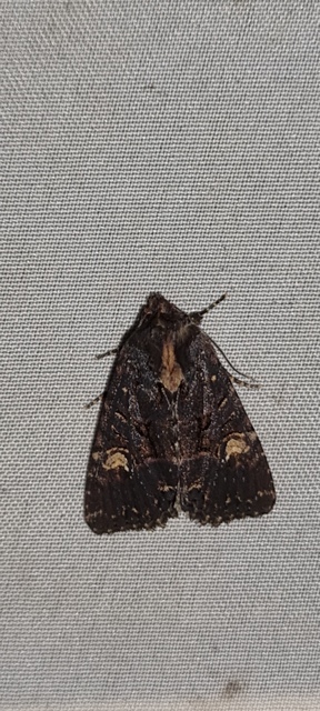 Mesapamea secalis - kis dudvabagoly