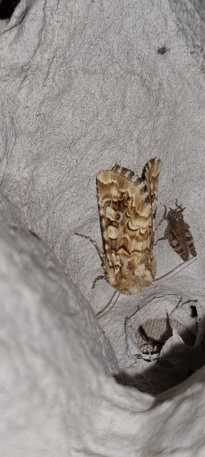 Hadena irregularis - homoki szegfűbagoly