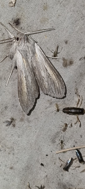 Cucullia balsamitae - homoki csuklyásbagoly