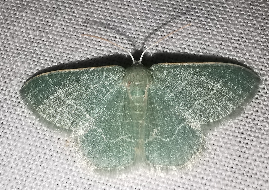Phaiogramma etruscaria - fehérpettyes zöldaraszoló
