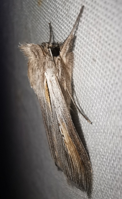 Cucullia balsamitae - homoki csuklyásbagoly