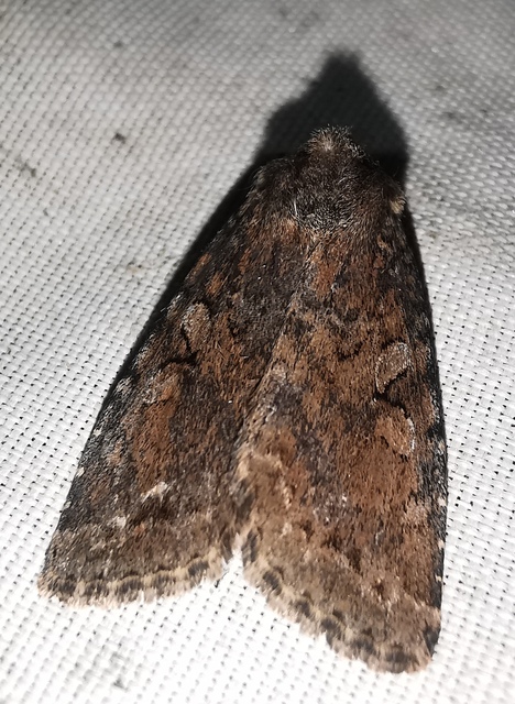Apterogenum ypsillon - ipszilon-erdeibagoly