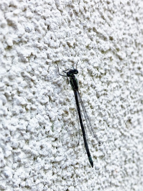Coenagrion pulchellum - karcsú légivadász