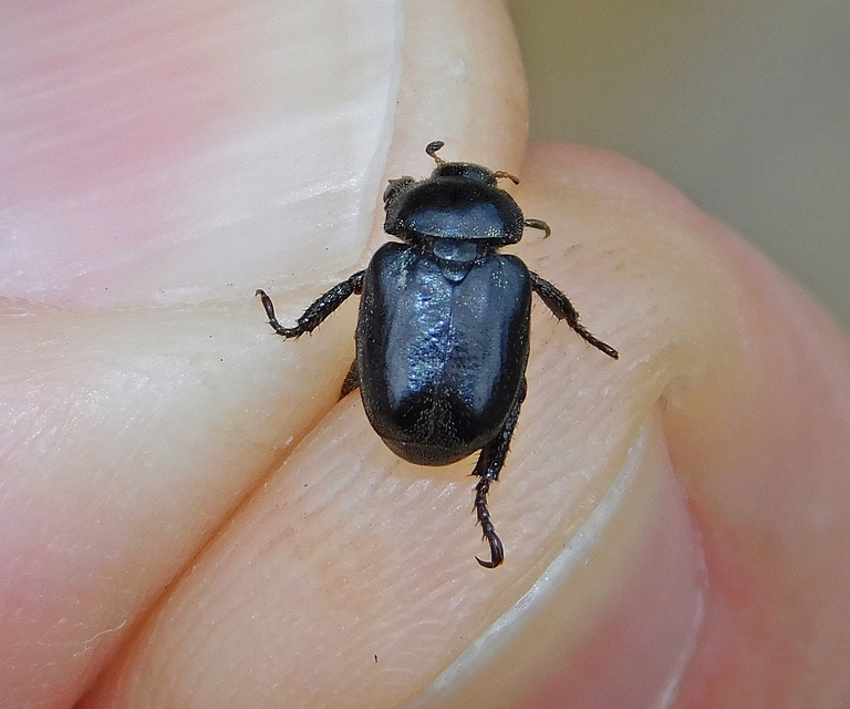 Hoplia hungarica - homoki virágcserebogár