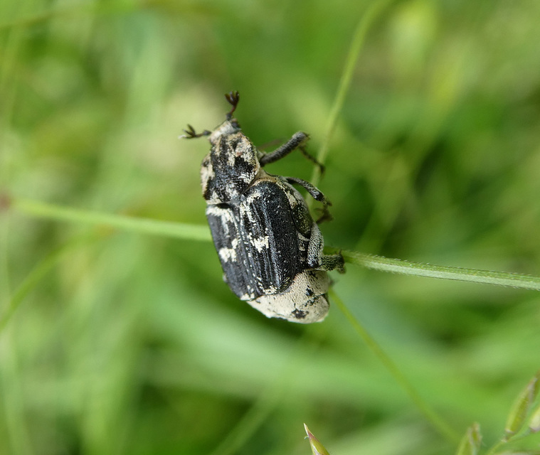 Valgus hemipterus - suta virágbogár