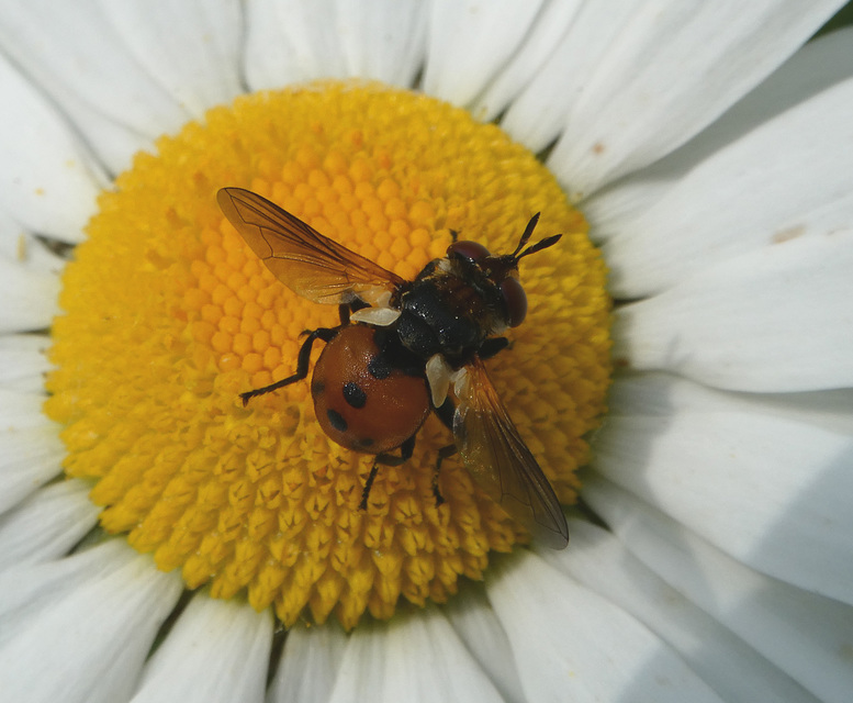 Gymnosoma