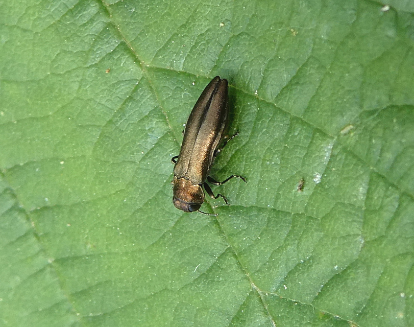 Agrilus cuprescens - földiszeder-karcsúdíszbogár