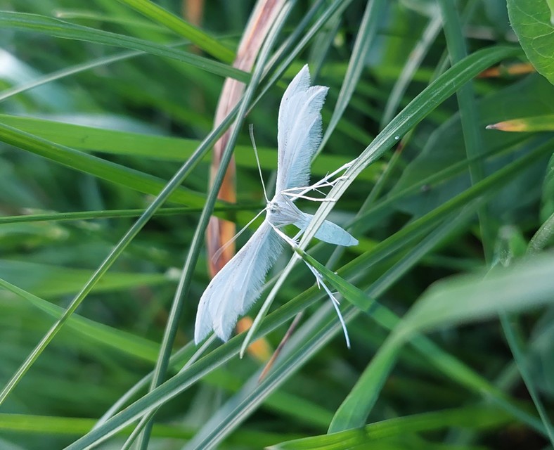 Pterophorus pentadactyla - fehér tollasmoly