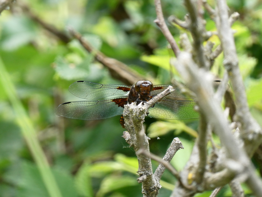 Libellula depressa - széles laposacsa