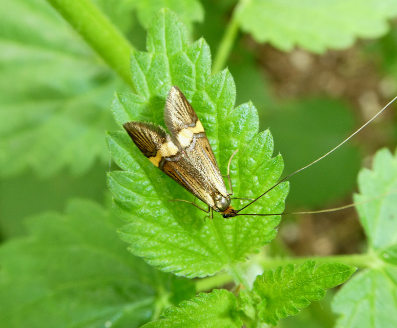Nemophora degeerella - pompás tőrösmoly