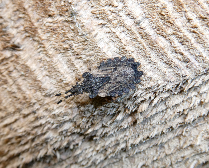 Aradus versicolor - tarka kéregpoloska
